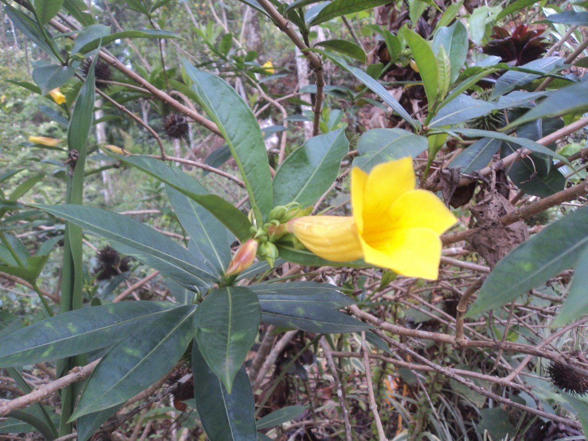 Allamanda schottii Pohl